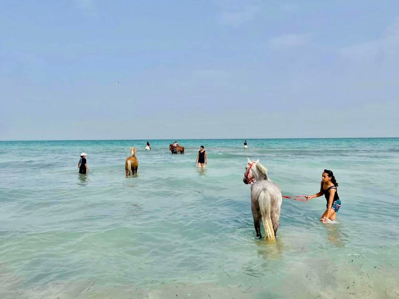 Baignade avec les Chevaux 01h30 à Djerba – Image 5