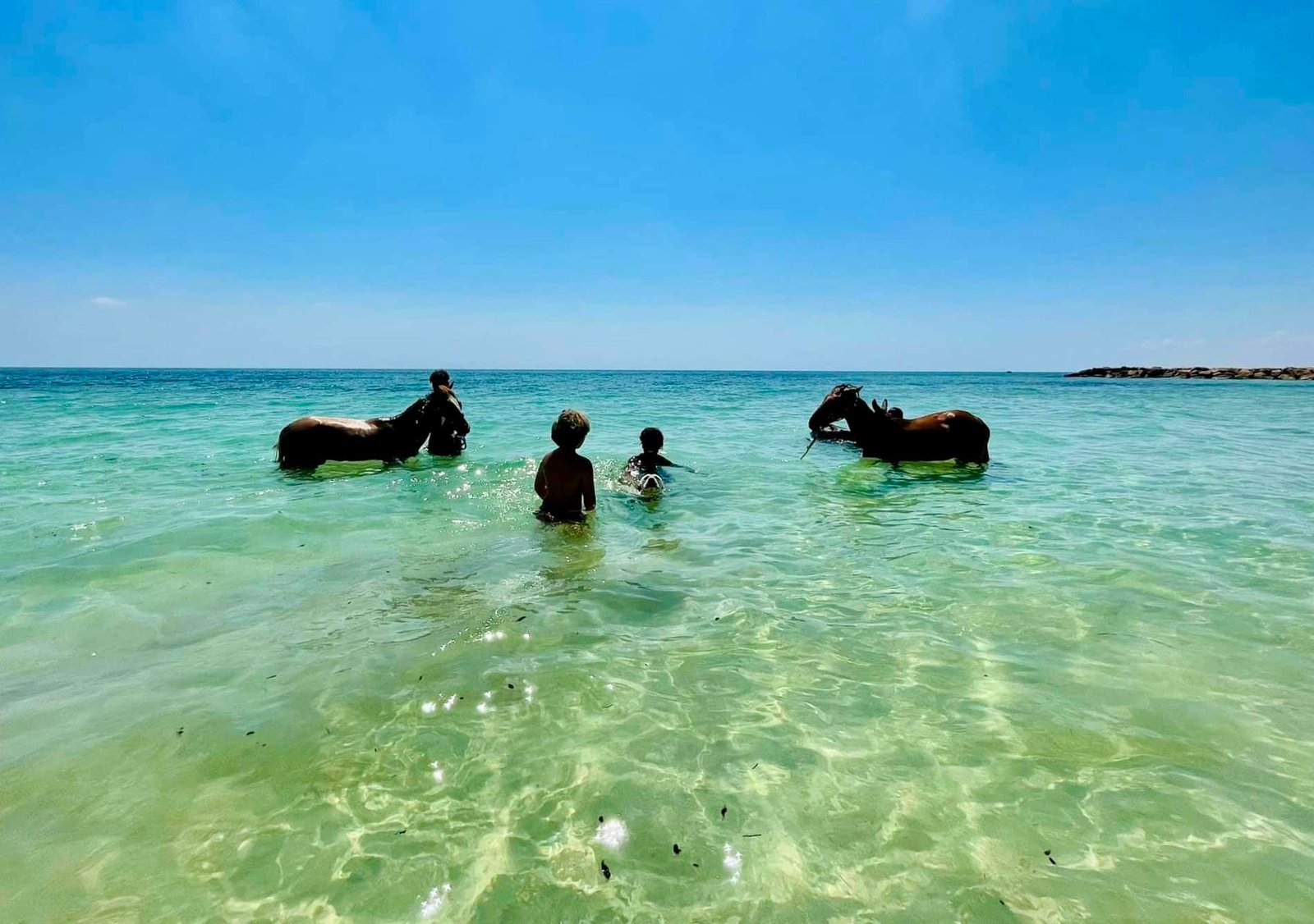 Baignade avec les Chevaux 01h30 à Djerba – Image 4