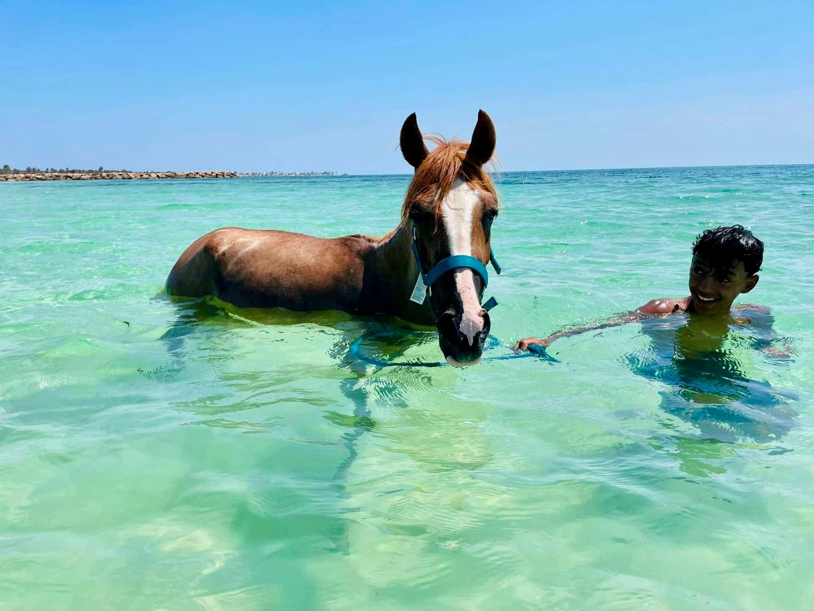 Baignade avec les Chevaux 01h30 à Djerba – Image 3