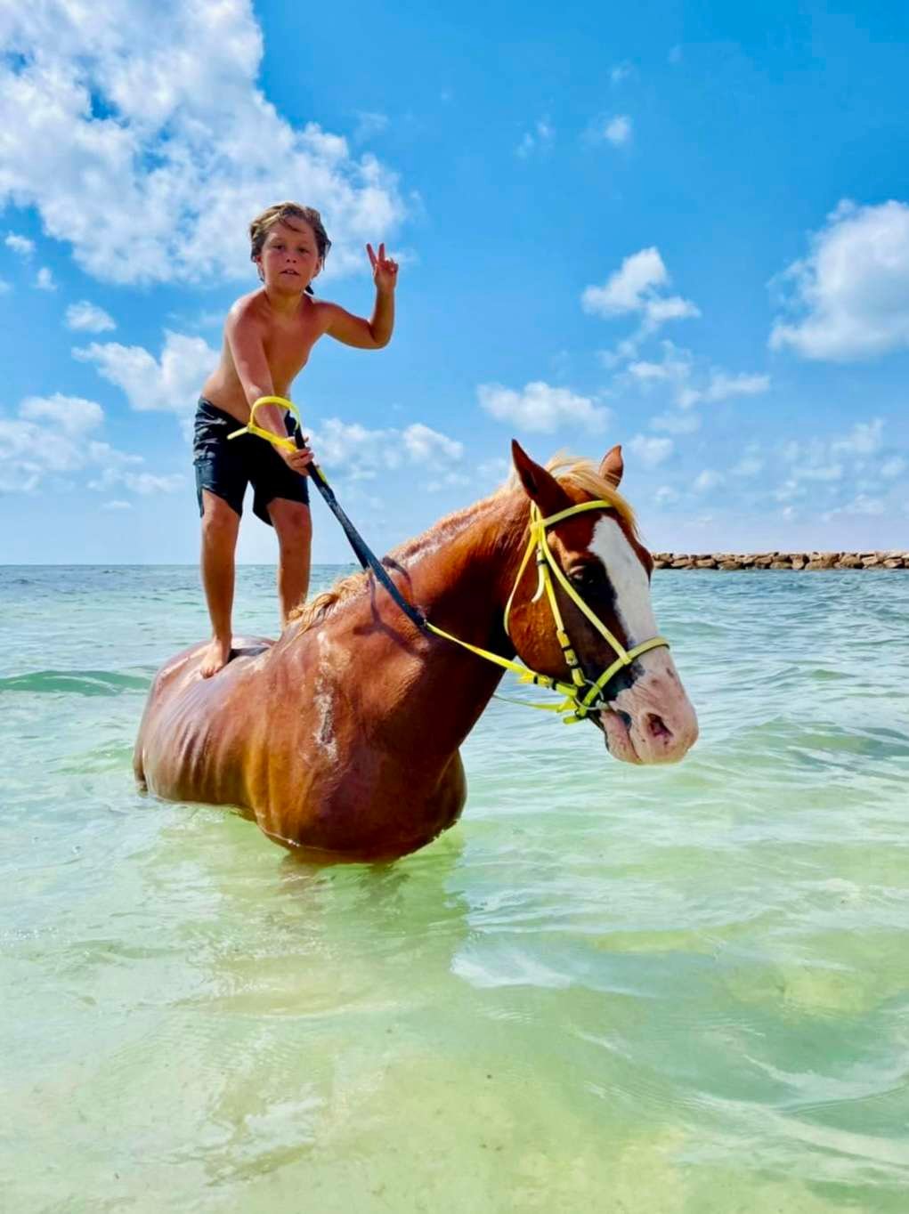Baignade avec les Chevaux 01h30 à Djerba – Image 2