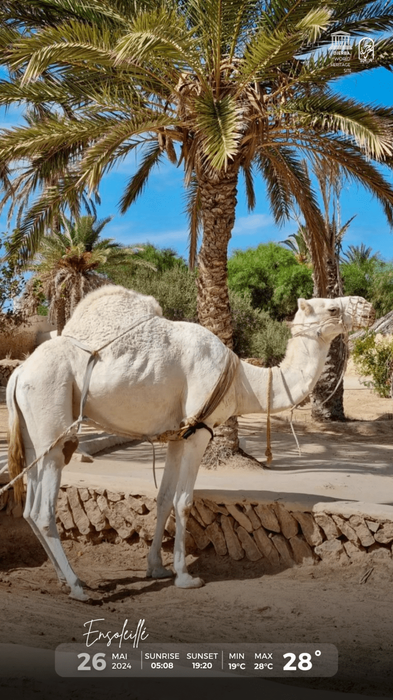 Météo Djerba 27.05.2024